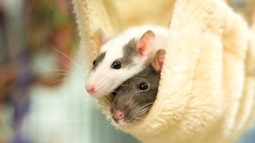 Rats in a hammock