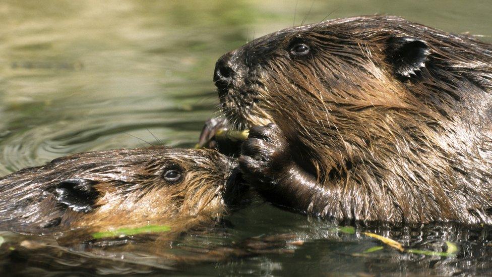 A beaver and its kit