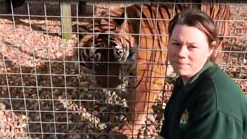 Tiger kills Zurich zookeeper in front of visitors and staff - BBC News