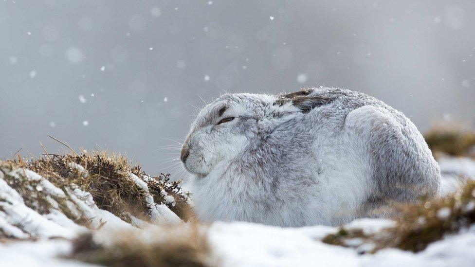 Mountain hare