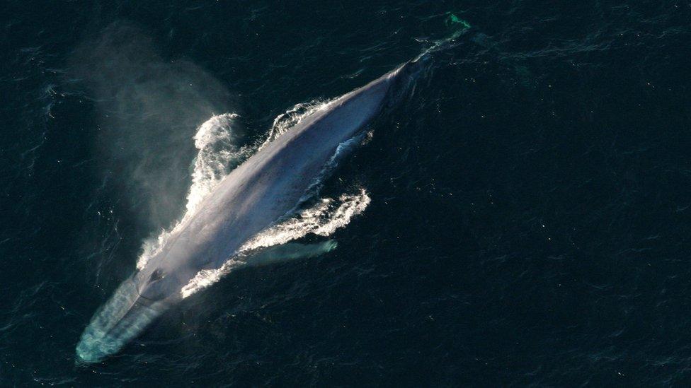 Blue whale surfacing to breathe