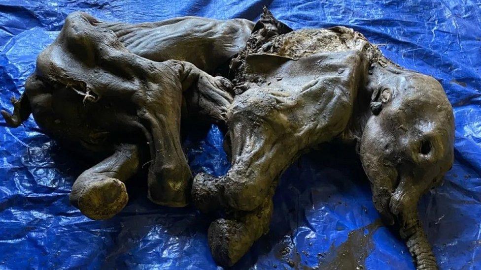 Image shows the whole baby woolly mammoth