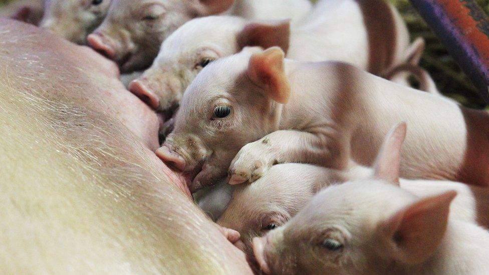 Piglets