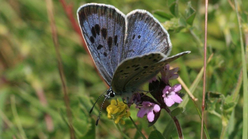 Large Blue Butterfly