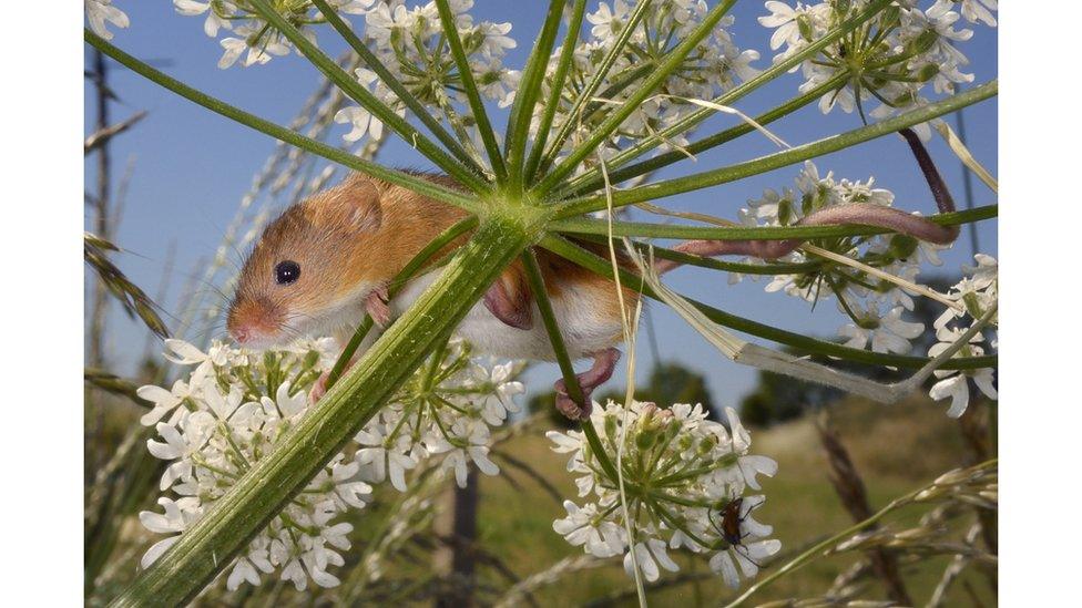 A harvest mouse