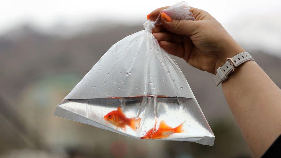 Goldfish in bag