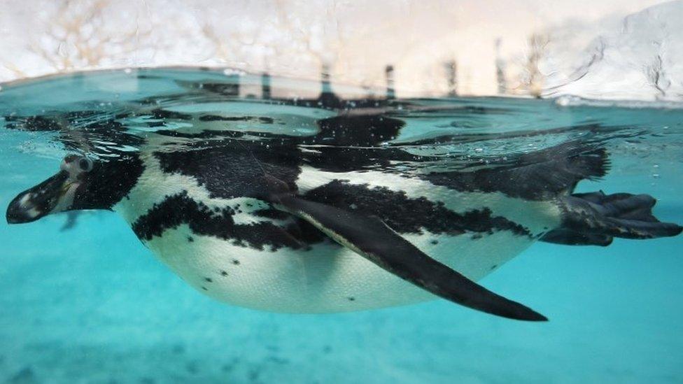 A Humboldt penguin (13 January 2017)