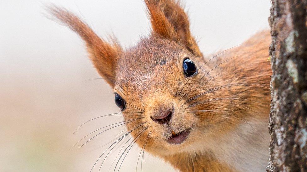 Red squirrel