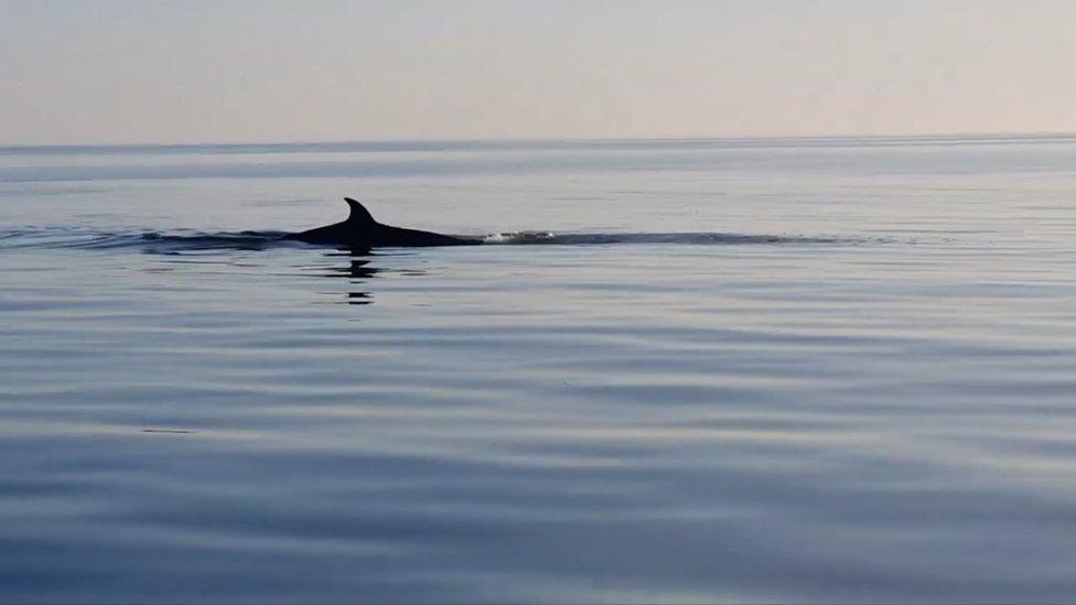 A whale fin