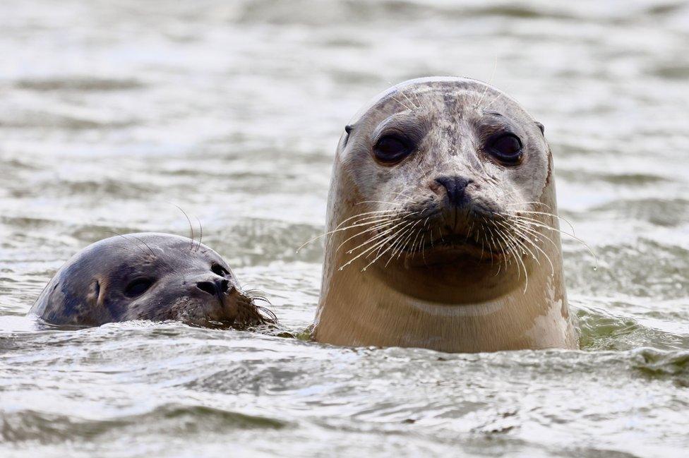 A seal with a seal pup