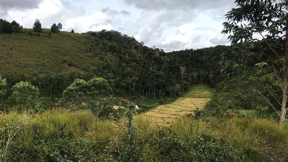 Forest and farmland in Mangabe