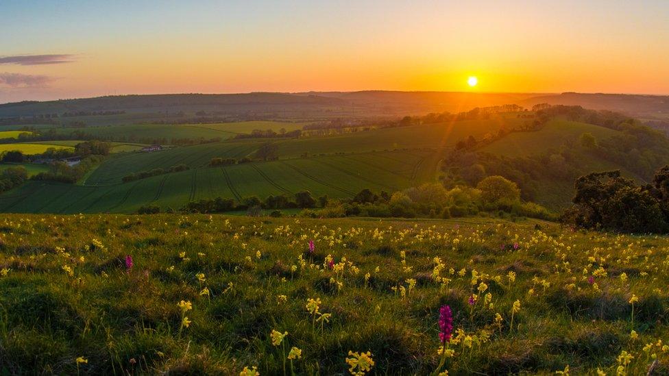 Orchids at Butser Hill on the South Downs