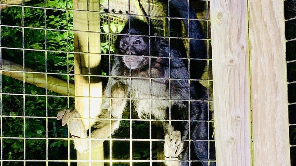 Monkey picture taken as the fire service was arriving
