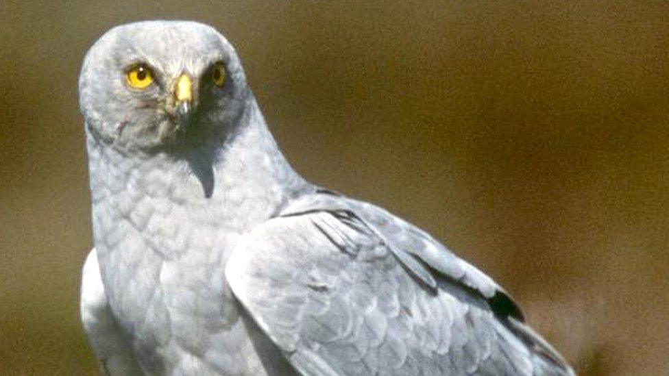 Hen harrier looking at the camera