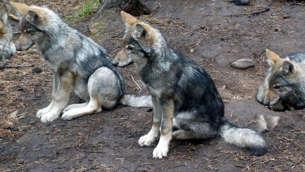 wolf pups