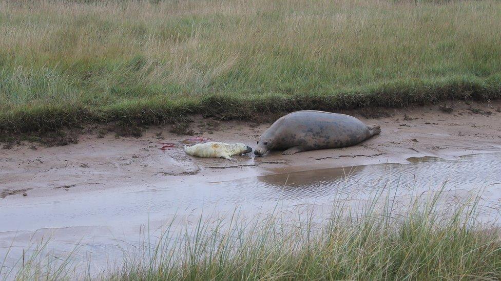 A seal moments after being born