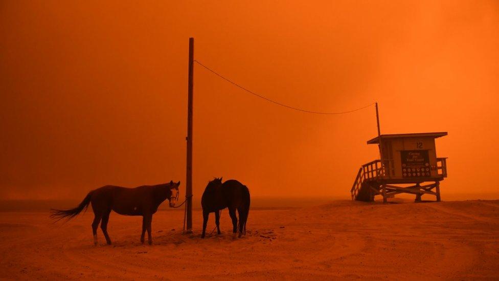 Two horses are tethered up on a beach that appears abandoned