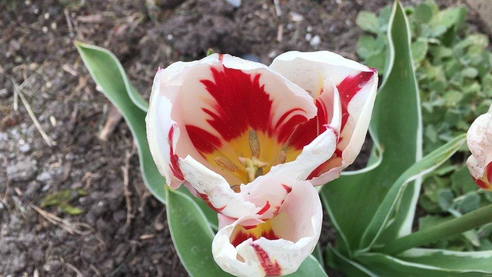 Tulips at Brookwood Military Cemetery