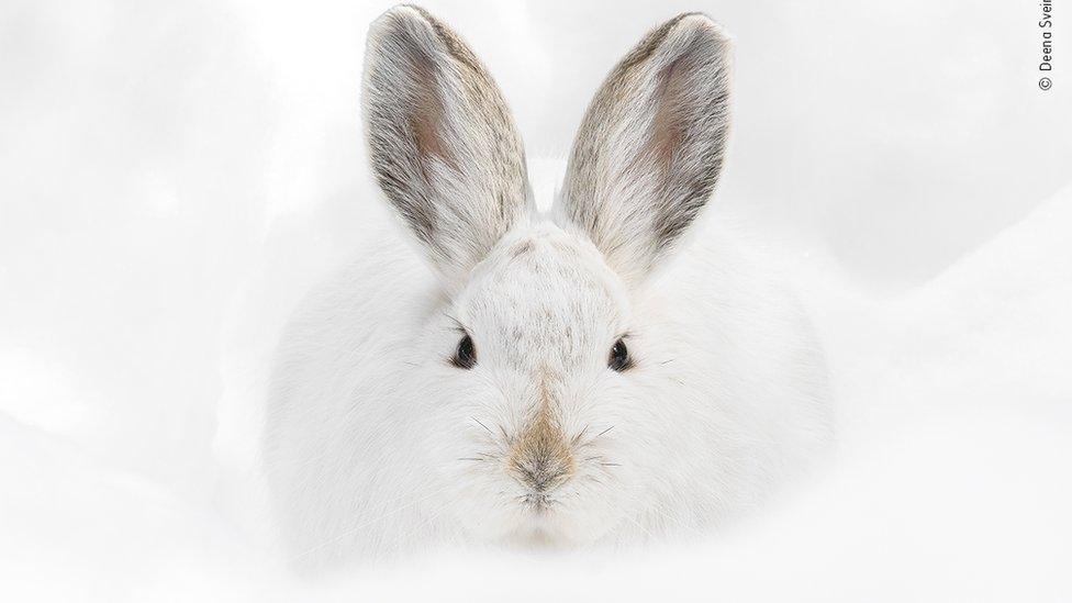 A white hare in the snow