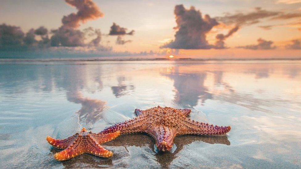 Starfish