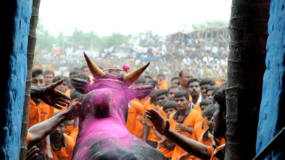 Jallikattu contest in Tamil Nadu (file photo)