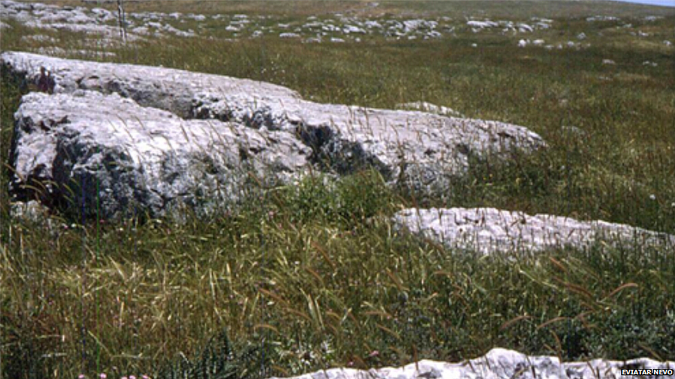 Wild emmer wheat, Israel (Image: Eviatar Nevo)