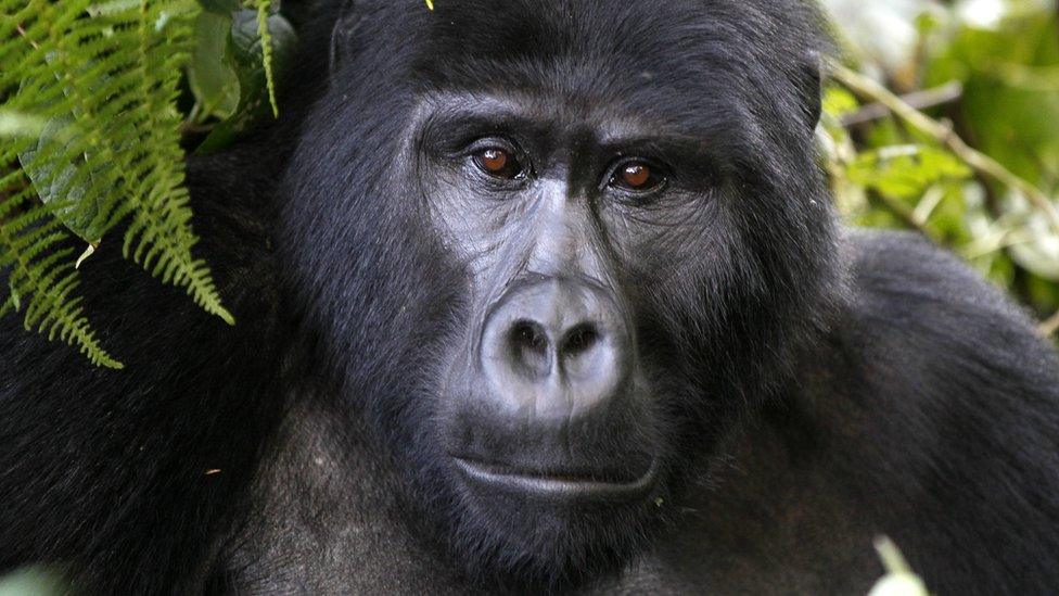 Picture shows a close up of a mountain gorilla from Bwindi Impenetrable National Park