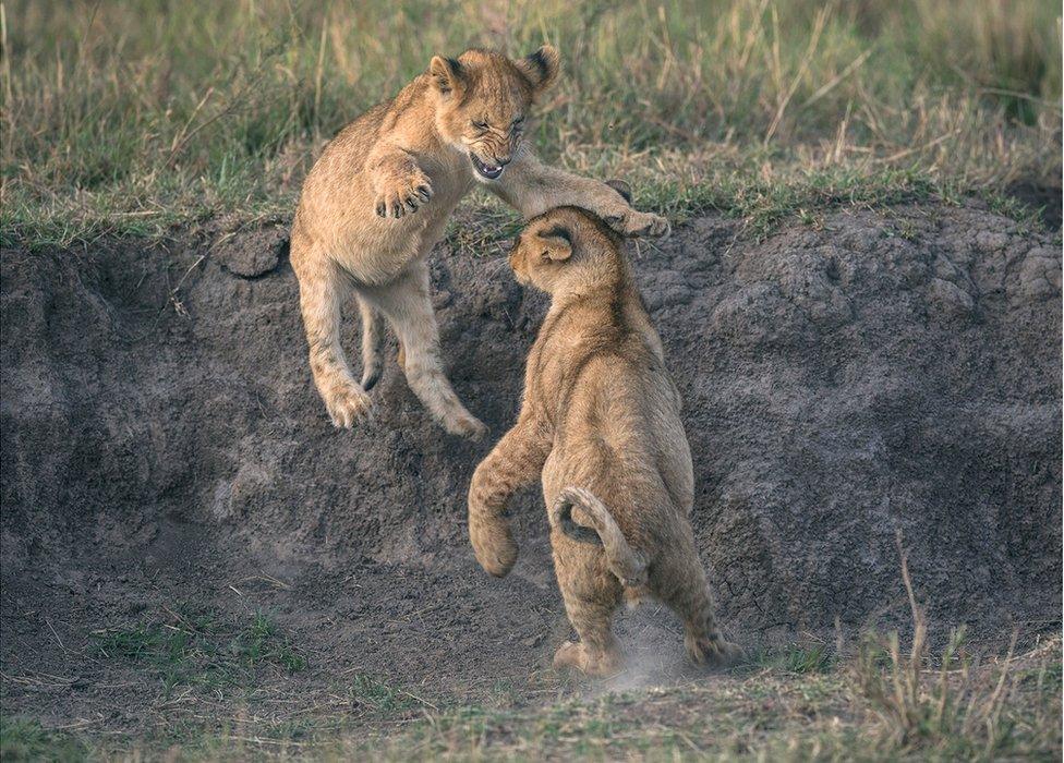 Two lion cubs play fight