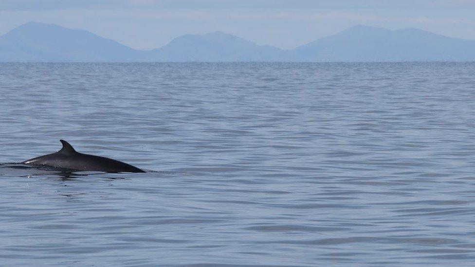 Minke whale