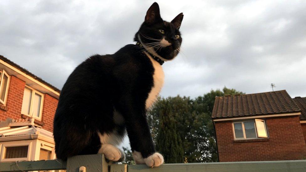 Cat on a fence (c) Jason Palmer