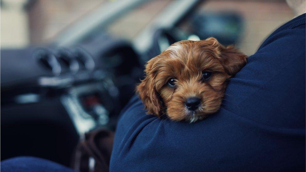 A man holding a puppy