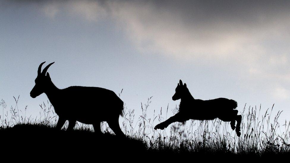 A young ibex and its parent walk along a ridge