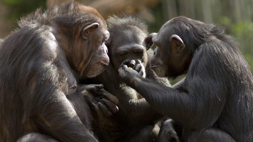 Three chimpanzees huddled together