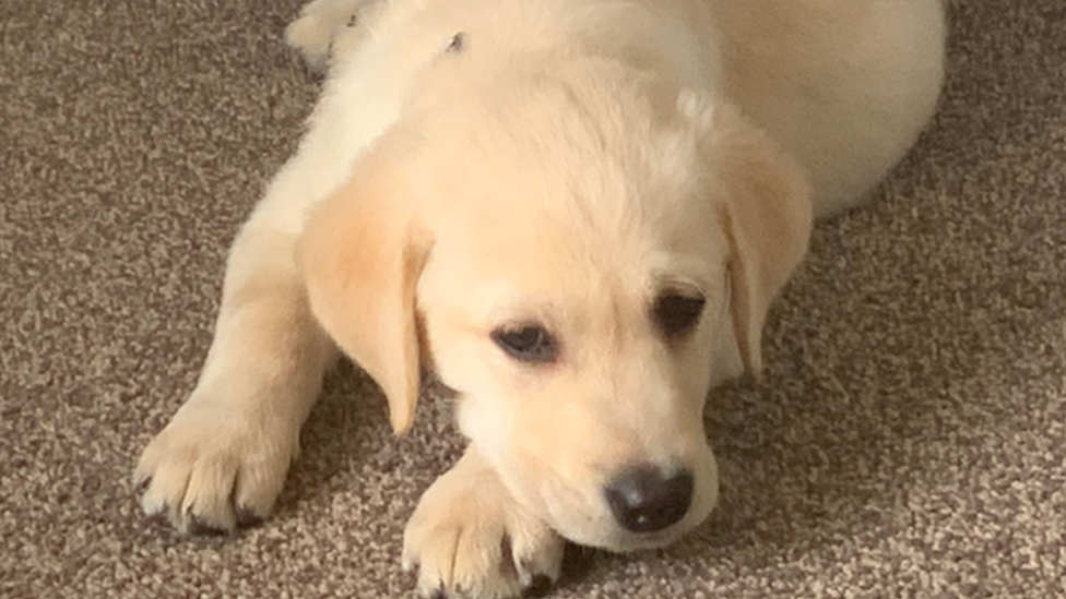 A picture of a golden puppy sent in by a Newsround viewer