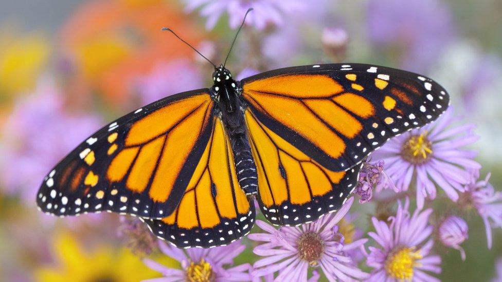 An orange and black butterfly sitting on a purple flower