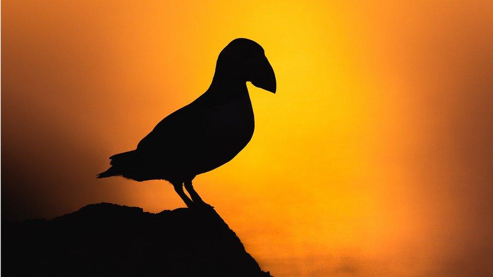 Puffin at sunset