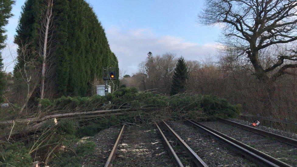 Trees on the line at Holmwood, Surrey