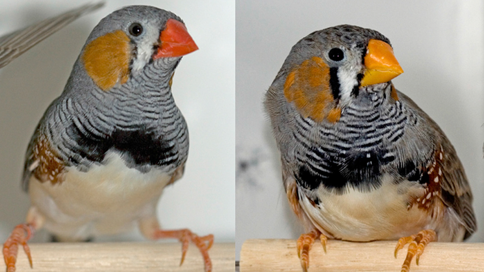 red and yellow-beaked zebra finches