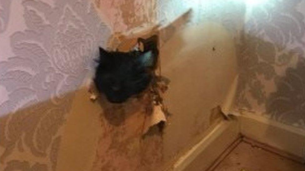 Cat climbing out of wall