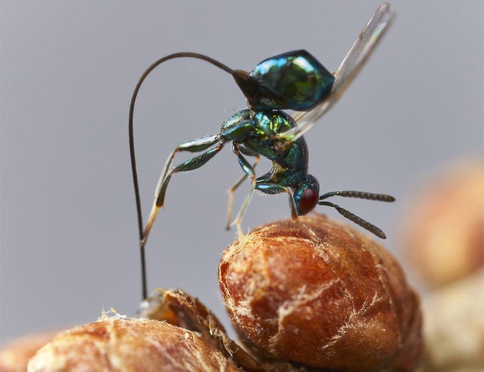 Torymus Erucarum wasp