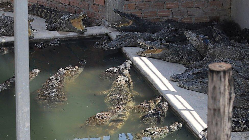 A reptile farm in Siem Reap, northern Cambodia. Photo: 26 May 2023