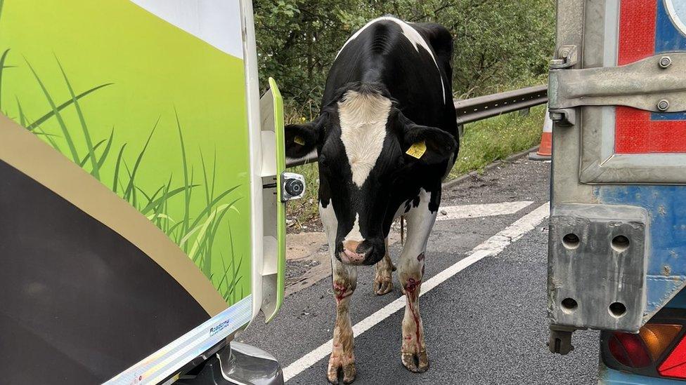 Cow on M6