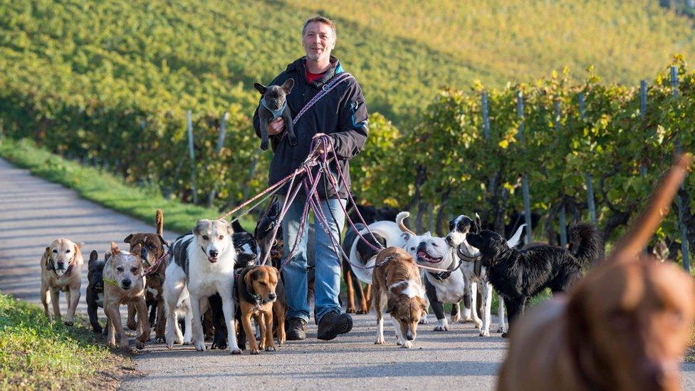 Dogs going for walk