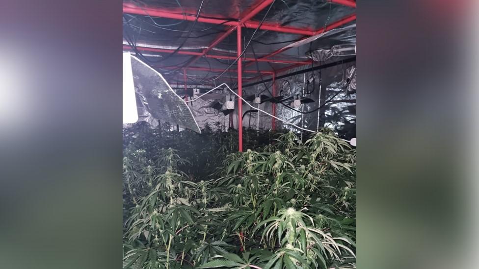 Cannabis farm