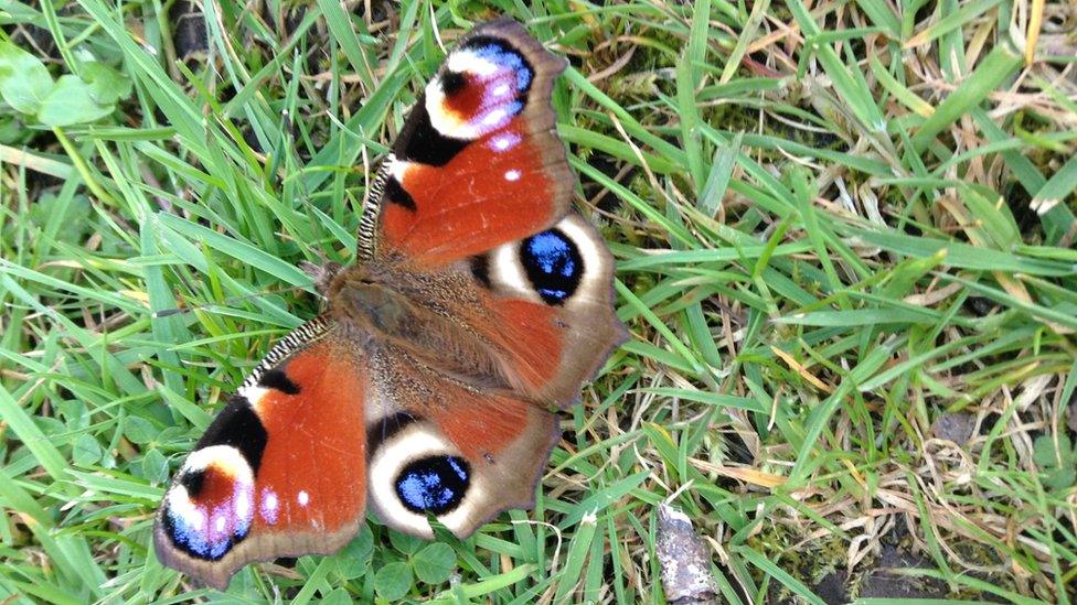 Ffion Drake of Milford Haven, Pembrokeshire, spotted this butterfly while sitting by the flowers.