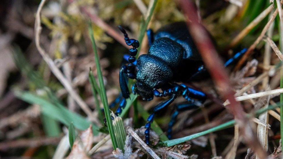 Black Oil Beetle in the grass