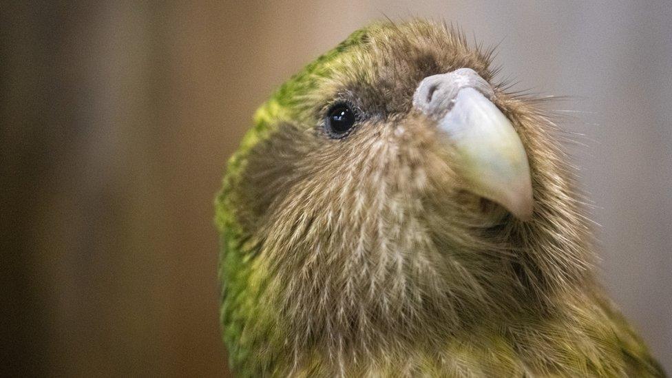 Kakapo