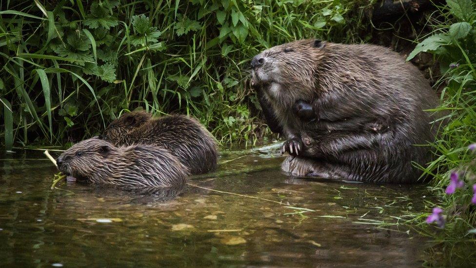 beaver