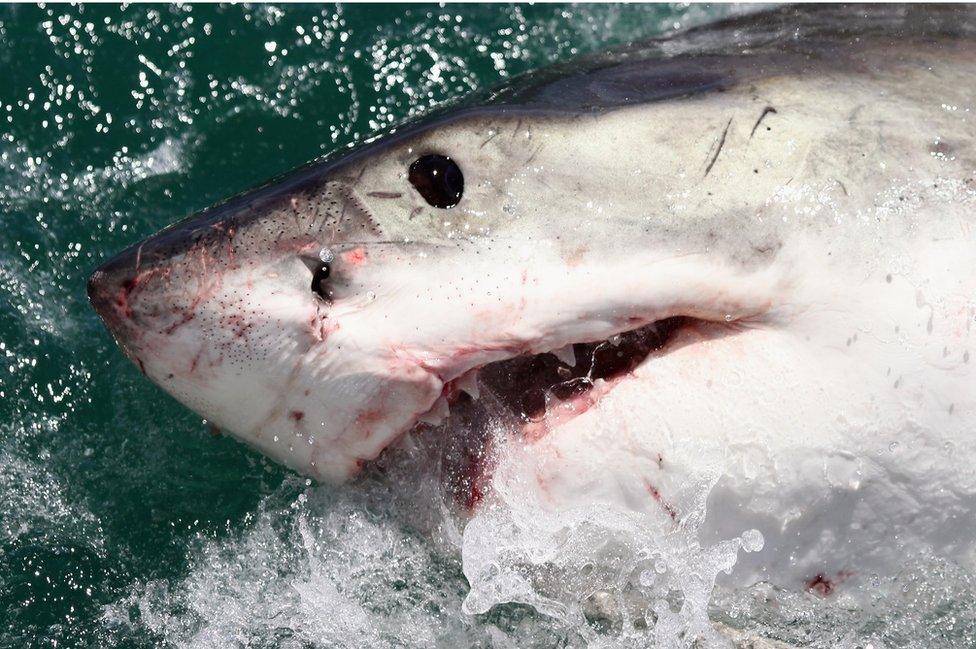 A Great White Shark is attracted by a lure in Gansbaai, South Africa