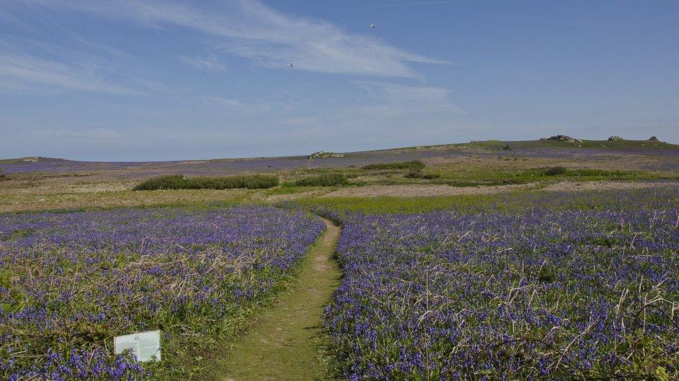 Bluebells on Skomer Island